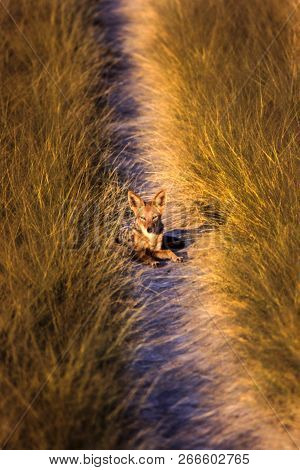 Black Backed Jakal (canis Mesomelas), Central Kalahari Game Reserve, Ghanzi, Botswana, Africa