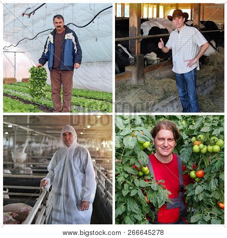 Farmer Portraits Collage. Collage Of Farmer Portraits Images: Pig Farmer, Cattle Farmer, Vegetable G