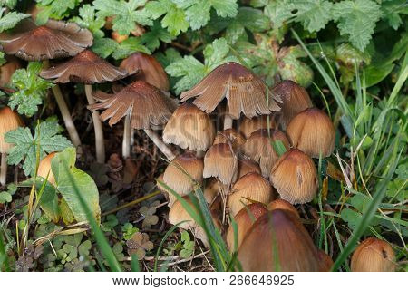 Glistening Inkcap Mushrooms In The Grass Of A Field During Autumn