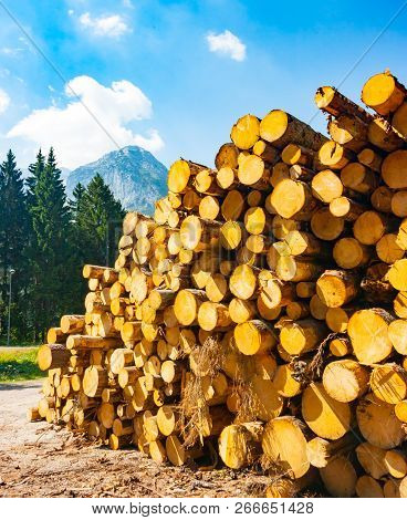 Pile Of Freshly Cut Logs Near Sella Nevea, Giulian Alps, Friuli, Italy