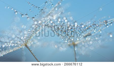 Beautiful Dew Drops On A Dandelion Seed Macro.