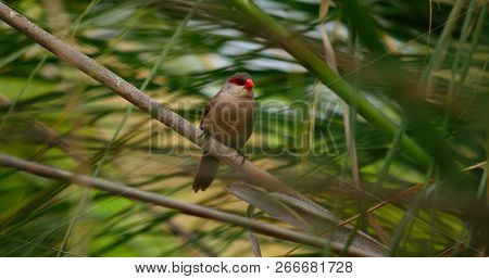 Exotic Bird Of Red Beak Perched Between The Reeds, Common Estrilda