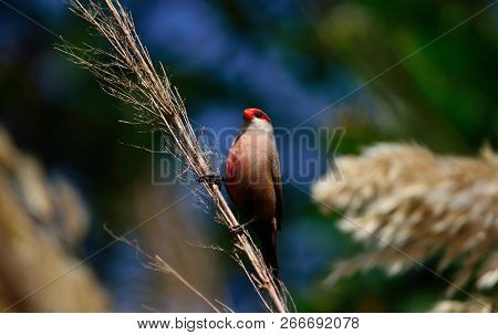 Beautiful Exotic Bird Of Red Beak Perched On Reed Stem, Estrilda Astrild