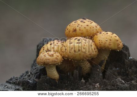 Pholiota Aurivella Mushroom On An Old Stump