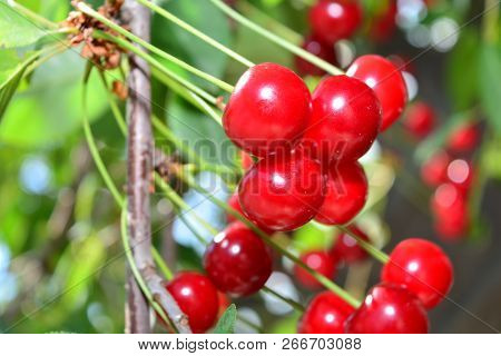 Ripe Red Cherry On A Branch With Green Leaves