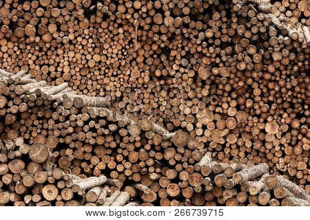 Ends Of Logged Wood Stacked In Layers