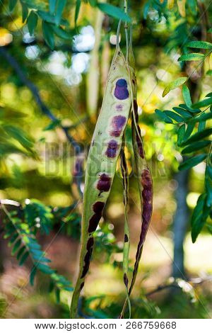 Acacia Pods On The Ground In The Fall. Acacia Trees In Late Autumn. Acacia Seeds Against