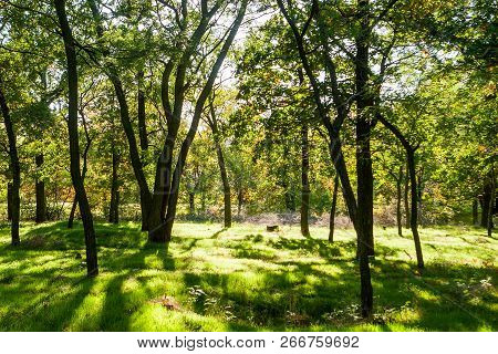 Colorful Bright Autumn City Park. Leaves Fall On Ground. Autumn Forest Scenery With Warm Colors And