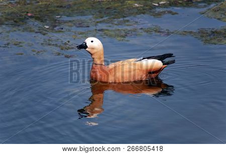 Roody Shelduck (tadorna Ferruginea) On Water At Day