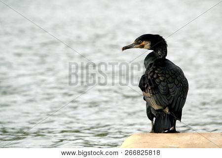Deep Black Cormorant With Very Black Feathers, Green Eyes, And Yellow, White, And Grey Beak