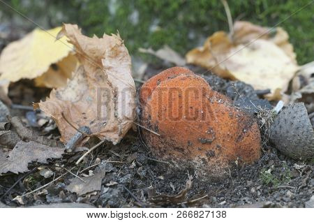 Fistulina Hepatica (beefsteak Fungus) Mushroom, Close Up Shot