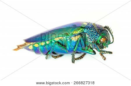 Buprestis Beetle A Beautiful Shiny Jewel Bug Isolated On White Background