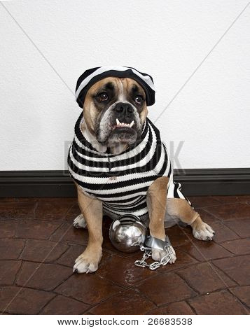 Bulldog jailbird