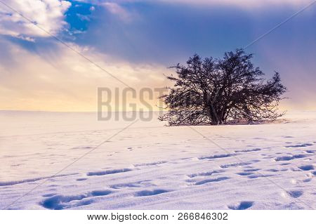 Lonely Tree In A Magical Winter Landscape With Snow And Dramatic Sky