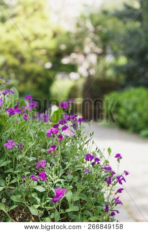 Small Purple Flowers Foreground Against Background With Green Trees And Path In Garden
