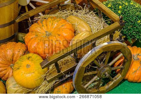 Pumpkins On The Hay After Autumn Harvest Waiting For Halloween Holiday.