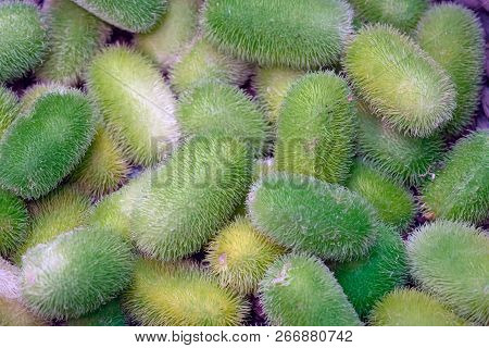 Exotic Vegetables Green Anguria. Close Up View