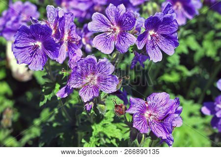Geranium Ibericum, Commonly Called  Iberian Geranium Or Caucasus Geranium. Cultivated As A Garden Pl