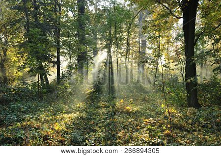 Morning In The Autumn September Park. Park 