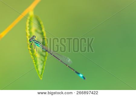 Amazing Closeup Of Polish Azure Damselfly (coenagrion Puella) Resting On The Flower In The Natural E