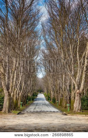 The Path Of Red Chestnut Trees In Autumn
