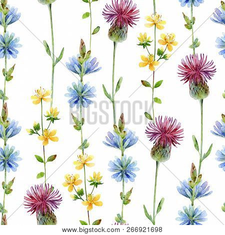 Seamless Floral Pattern With Wild Flowers Of Chicory, Tutsan, And Thistle. Watercolor Illustration
