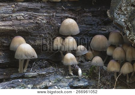 Coprinus Micaceus Mushroom Near The Tree, Close Up
