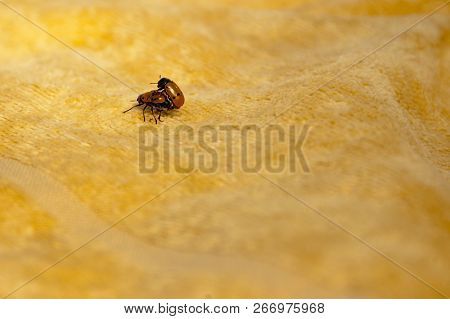 Two Insects Coccinella Septempunctata Having Sex On A Beach Towel