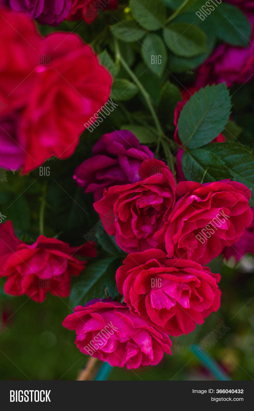 Blooming Bushes Roses Image & Photo (Free Trial) | Bigstock