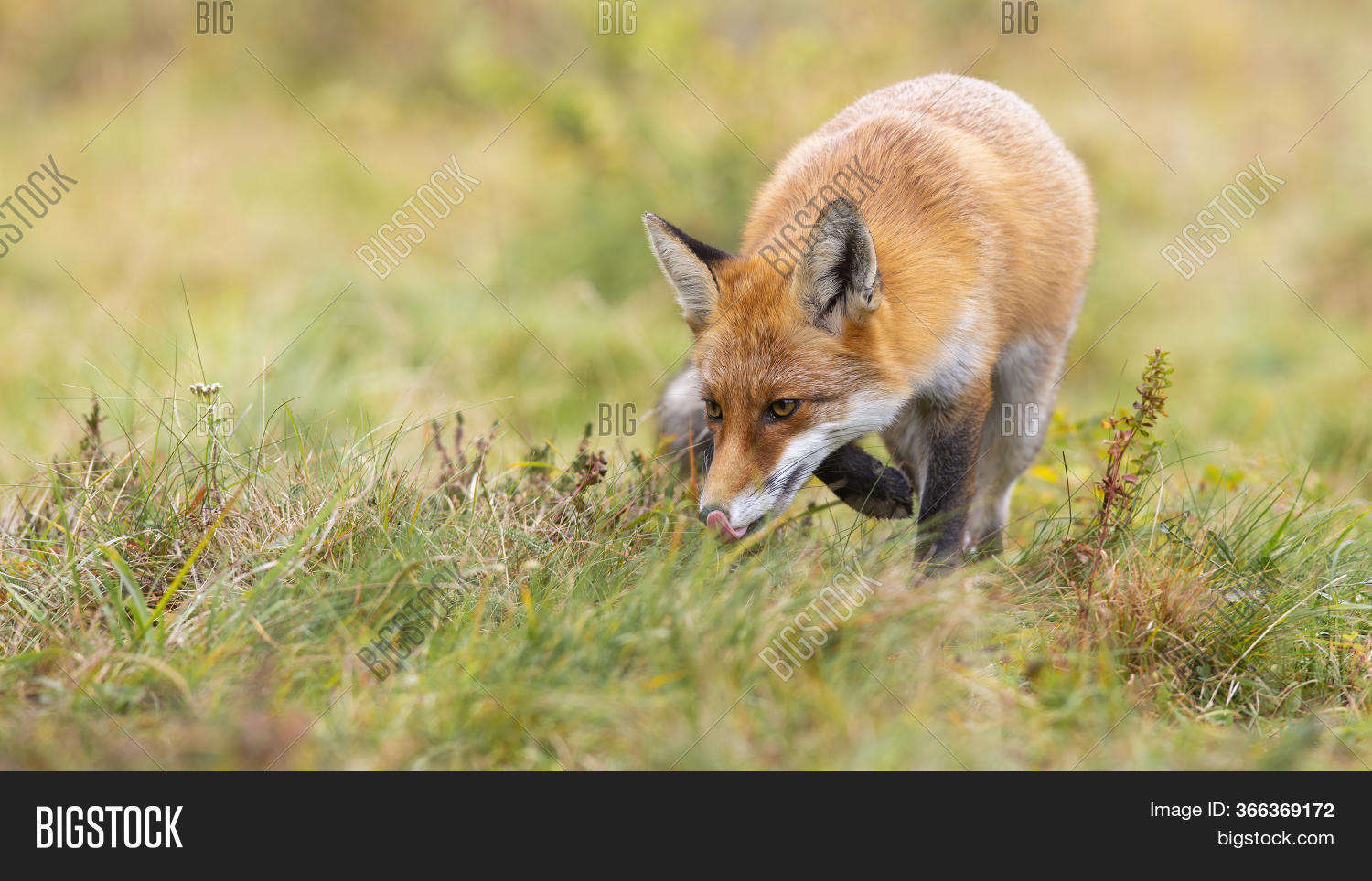 Red Fox Hunting On Image & Photo (Free Trial) Bigstock