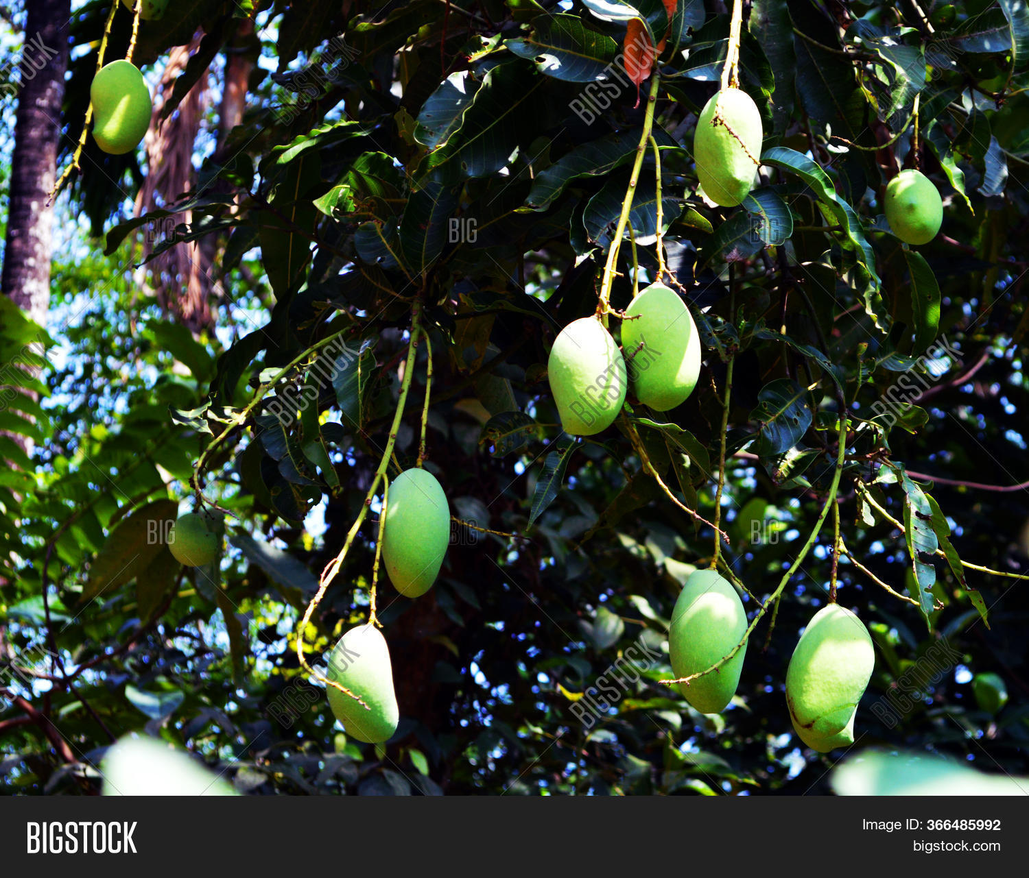 Native Mango Kerala, Image & Photo (Free Trial) Bigstock