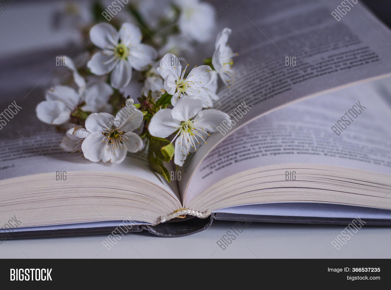 Open Book Blossom Image & Photo (Free Trial) Bigstock