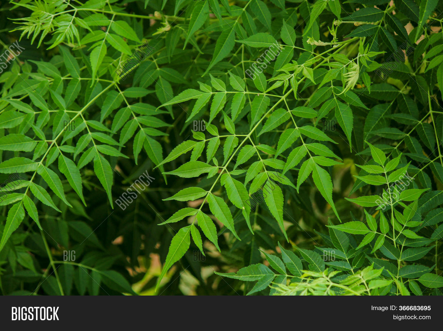 Neem Natural Herb That Image & Photo (Free Trial) Bigstock