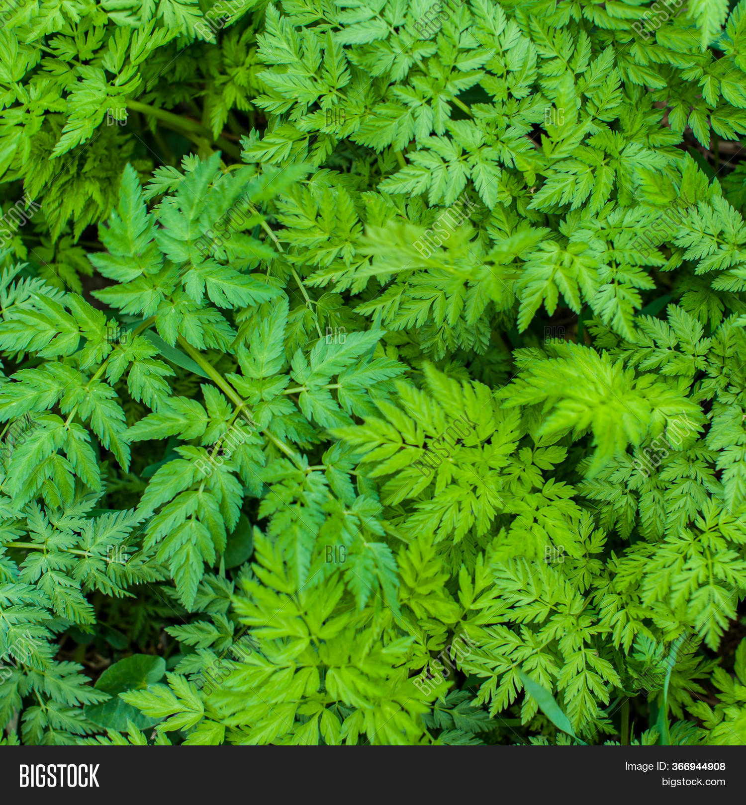 Green Foliage Plants Image & Photo (Free Trial) Bigstock
