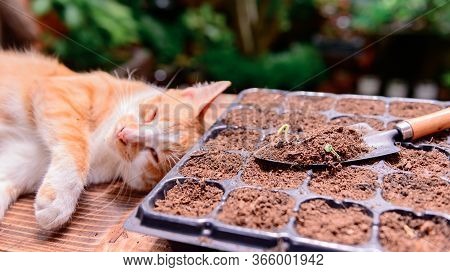 Home Gardening With Cat When Lock Down And Self-quarantine. Recreation Activity At Botanic Garden Du