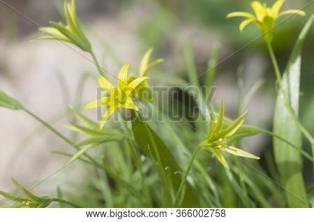 Yellow  Star-of-bethlehem (gagea Lutea) Flowers In Spring, Close Up Shot, Local Focus