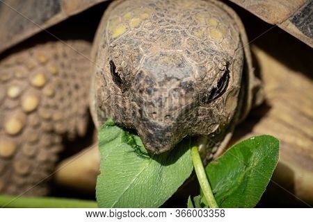 Portrait Of A A Tortoise (testudo Hermanni Boettgeri) Biting Into A Red Clover Plant, Sunny Day In S