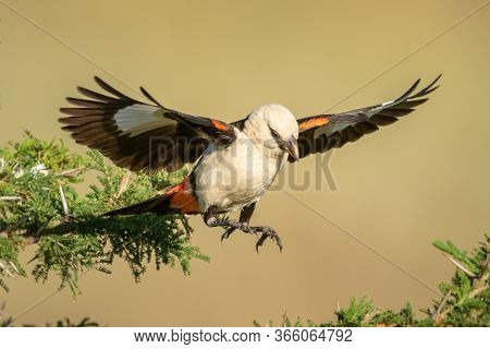 White-headed Buffalo Weaver Jumps To Another Branch