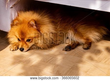 A Sad And Lazy Pomeranian Dog Relaxing On The Floor With Sunlight Falling On It， Pet Care Concept