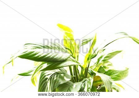 Spathiphyllum Floribundum With Overexposure Effect. Water Drops On Leaves Of A Spathiphyllum