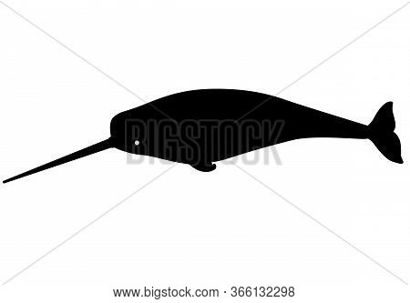 Narwhal - Marine Mammal - Vector Silhouette For Logo Or Sign. A Male Narwhal With A Long Tusk Is An 