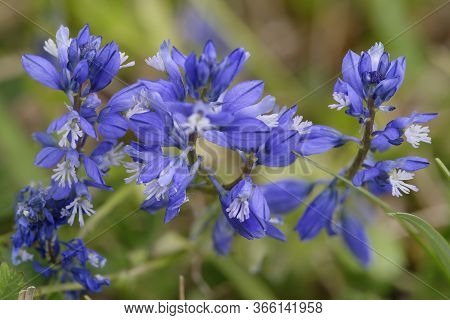 Common Milkwort - Polygala Vulgaris
Blue Calcareous Grassland Flower