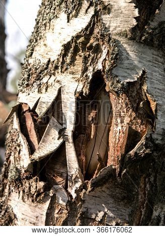 The Tree Bark Is Severely Damaged By Human Hand. Nature Protection. Eco Concept.