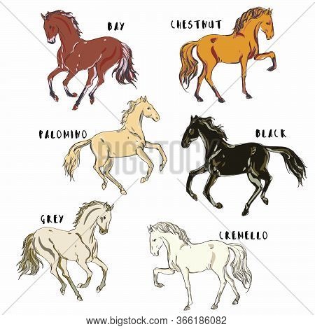 Galloping, Trotting And Walking Horses Of Different Coat On A White Color Background. Patten With Ru