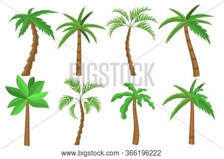 Tropical Palm Trees Set. Tropical Tree Green Leaves, Beach Palms And Retro California Greenery. Miam