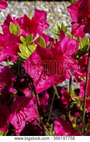 Macro Detail Pink Azalea Japonica With Dew Drops On A Garden