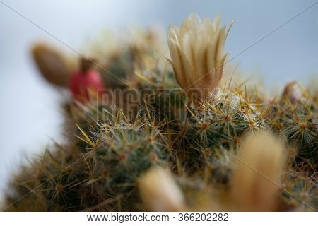 Texas Nipple Cactus Flowers Close Up View. Mammillaria Prolifera. Ladyfinger Cactus. Shallow Depth O