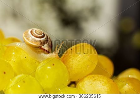 Close-up Of A Small Snail Crawling Over Grapes Quiche Mish.