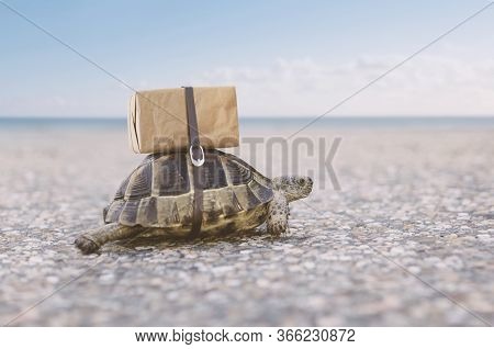 Turtle Delivering Shipping Box On A Back.