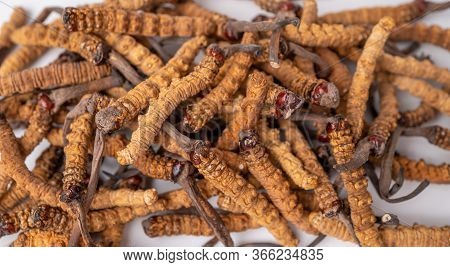 Close Up Ophiocordyceps Sinensis Or Mushroom Cordycep This Is A Herbs. Medicinal Properties In The T